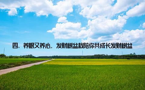 四、养眼又养心, 发财树盆栽陪你共成长发财树盆栽观赏美图养花养草, 不仅能陶冶情操, 还能锻炼我们的耐心