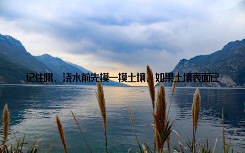 记住哦, 浇水前先摸一摸土壤, 如果土壤表面已经干了, 那就需要及时给发财树补充水分啦! 发财树浇水技巧掌握了浇水频率, 接下来就是浇水技巧了