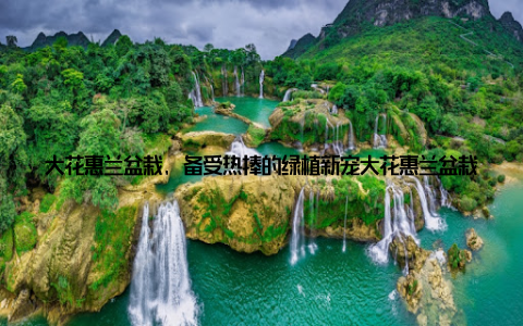 大花惠兰盆栽, 备受热捧的绿植新宠大花惠兰盆栽, 大花惠兰盆栽备受热捧绿意盎然家中添新宠, 这句话道出了时下年轻人的心声