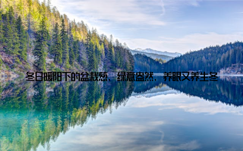 冬日暖阳下的盆栽葱, 绿意盎然, 养眼又养生冬日里的那一抹绿我的盆栽葱日记嘿, 大家好! 今天我想和大家分享一个关于冬日里的生活小趣事