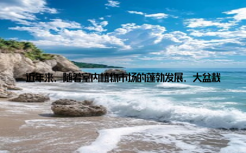 近年来, 随着室内植物市场的蓬勃发展, 大盆栽绿萝凭借其易于养护、观赏价值高、净化空气等优点, 成为了家居绿意盎然的优选