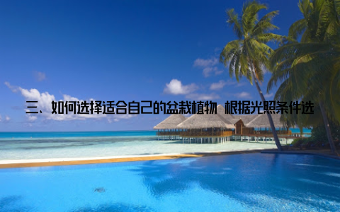 三、如何选择适合自己的盆栽植物 根据光照条件选择1喜阳植物如太阳花、向日葵等, 适合摆放在光照充足的阳台