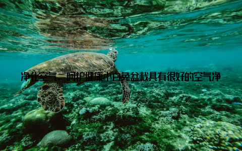 净化空气, 呵护健康小白兔盆栽具有很好的空气净化作用, 能够吸附室内的有害物质, 让我们呼吸到更清新的空气