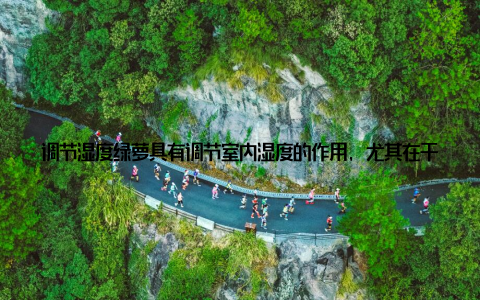 调节湿度绿萝具有调节室内湿度的作用, 尤其在干燥的冬季, 能有效缓解室内干燥问题, 让家居生活更加舒适
