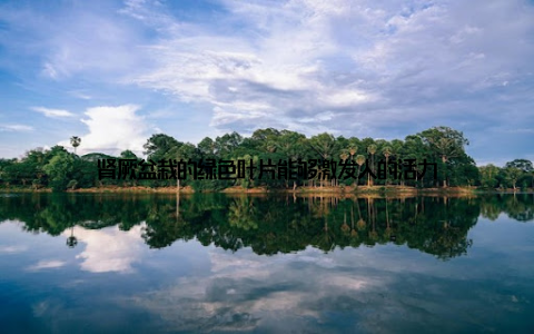 肾厥盆栽的绿色叶片能够激发人的活力