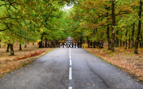 盆栽蔬菜不仅好看, 还好吃