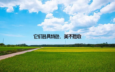 它们各具特色, 美不胜收