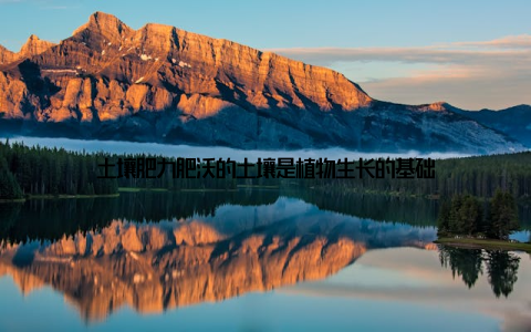 土壤肥力肥沃的土壤是植物生长的基础