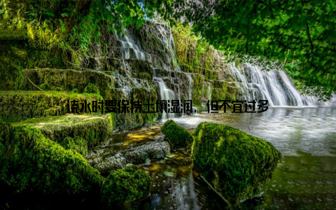浇水时要保持土壤湿润, 但不宜过多