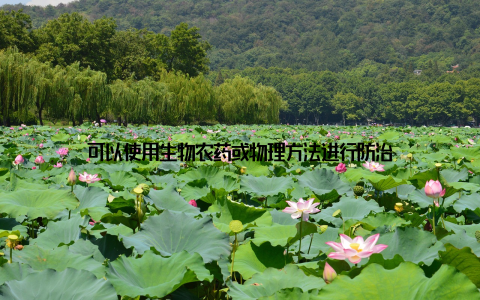 可以使用生物农药或物理方法进行防治