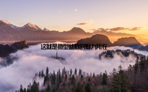 这就是微型盆栽的魅力所在