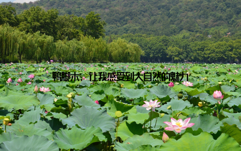 鸭脚木, 让我感受到大自然的魅力