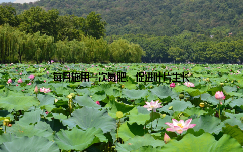 每月施用一次氮肥, 促进叶片生长