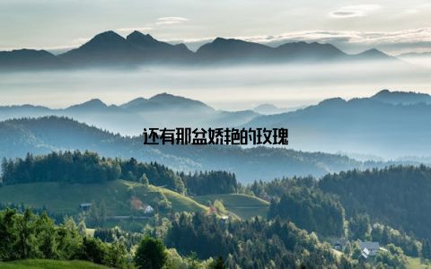 还有那盆娇艳的玫瑰