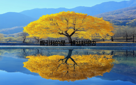 吸引我的是一棵盆栽银杏