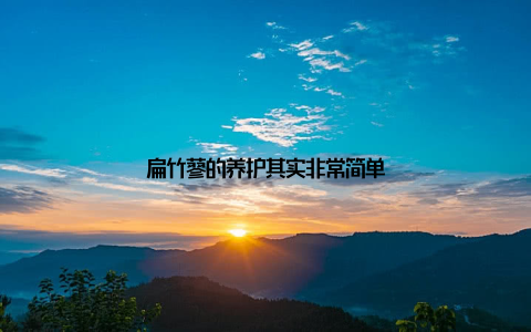 扁竹蓼的养护其实非常简单