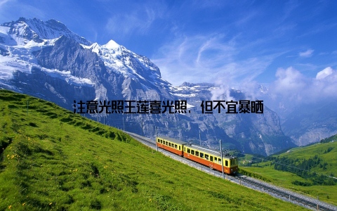 注意光照王莲喜光照, 但不宜暴晒