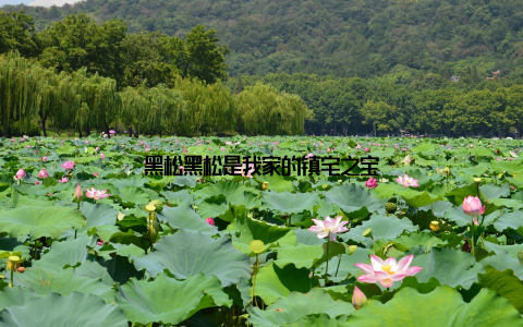 黑松黑松是我家的镇宅之宝