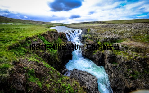 很多村民都纷纷效仿, 开始种植葡萄