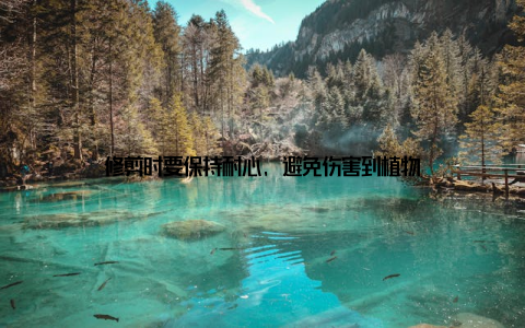 修剪时要保持耐心, 避免伤害到植物