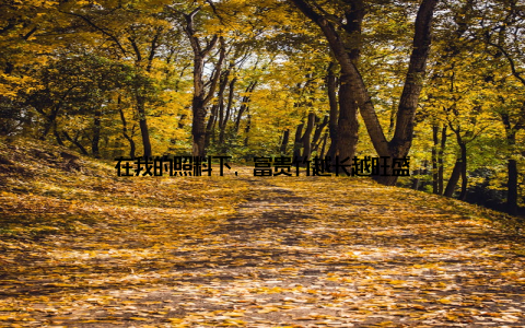 在我的照料下, 富贵竹越长越旺盛