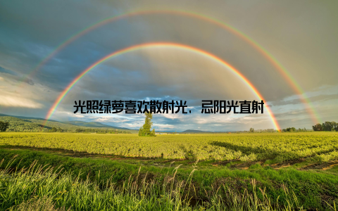 光照绿萝喜欢散射光, 忌阳光直射