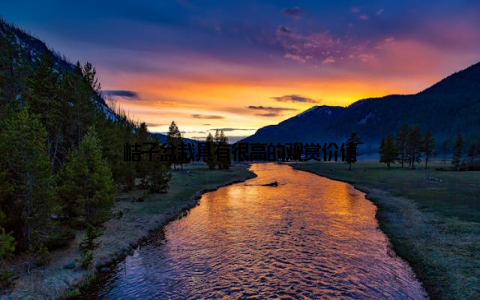 桔子盆栽具有很高的观赏价值