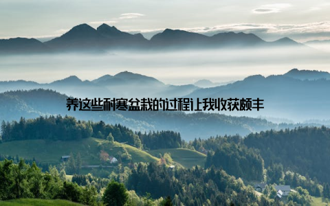 养这些耐寒盆栽的过程让我收获颇丰