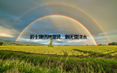 若土壤仍然湿润, 则无需浇水