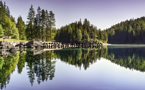 菊花的浇水也是有讲究的