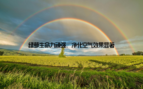 绿萝生命力顽强, 净化空气效果显著