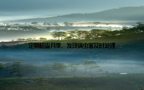 定期检查月季, 发现病虫害及时处理