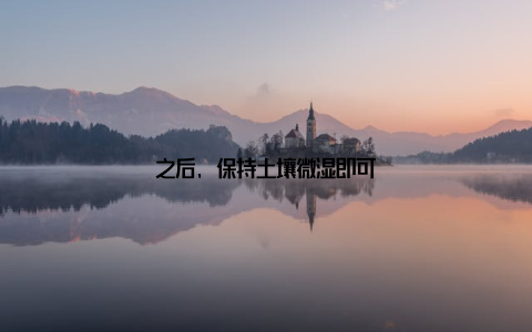 之后, 保持土壤微湿即可