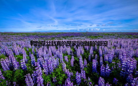 鸭趾草盆栽真的是家居绿植的新宠