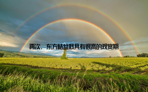 再次, 东方桔盆栽具有很高的观赏期