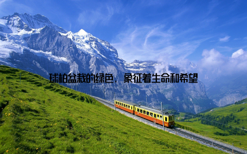 球柏盆栽的绿色, 象征着生命和希望