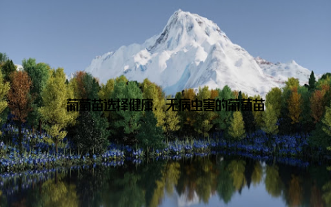 葡萄苗选择健康、无病虫害的葡萄苗