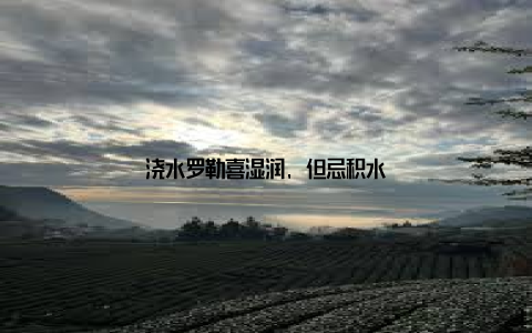 浇水罗勒喜湿润, 但忌积水