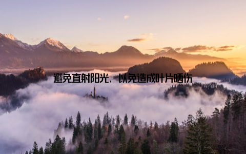 避免直射阳光, 以免造成叶片晒伤