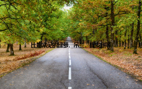 比如常见的绿萝、吊兰、橡皮树等