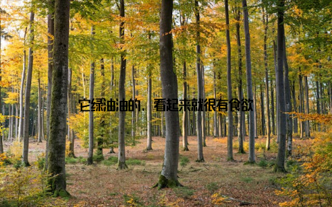 它绿油油的, 看起来就很有食欲