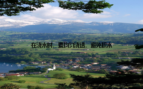 在浇水时, 要均匀浇透, 避免积水