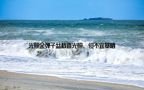 光照金弹子盆栽喜光照, 但不宜暴晒