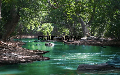 玫瑰花的盆栽易于养护
