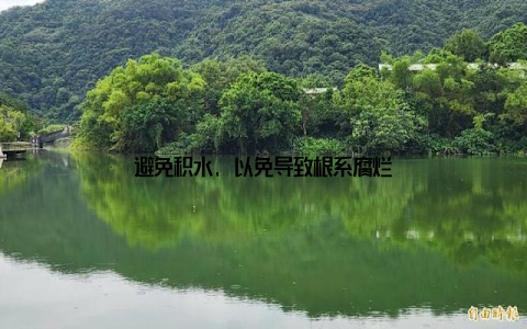 避免积水, 以免导致根系腐烂