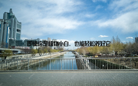 即使你是植物小白, 也能轻松养好它