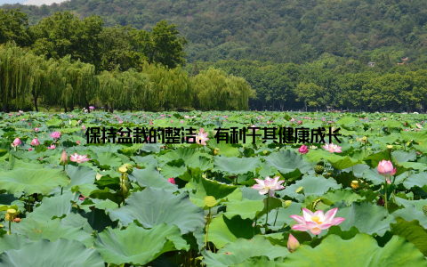 保持盆栽的整洁, 有利于其健康成长