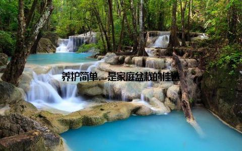 养护简单, 是家庭盆栽的佳选