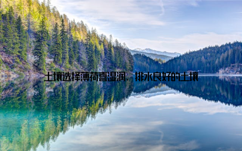 土壤选择薄荷喜湿润、排水良好的土壤