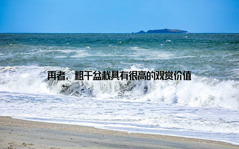 再者, 粗干盆栽具有很高的观赏价值